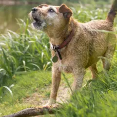 Perro terrier marrón ladrando en la hierba alta junto a un arroyo. Parece que mi perro ladra cuando se queda solo, ¡incluso en la naturaleza!