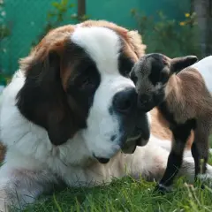 Un tierno cachorro de perro san bernardo juega con una cabrita en el césped.
