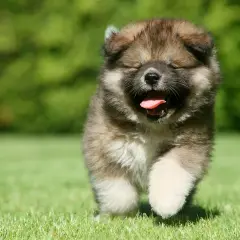 Un tierno cachorro de pastor del Cáucaso corre feliz por el césped, con la boca abierta y la lengua fuera.