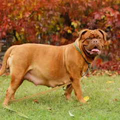 Perra Dogo de Burdeos con abdomen visible, indicativo de cómo saber si mi perra está embarazada. Fondo de hojas otoñales.