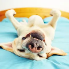 Un perro feliz boca arriba en la cama, con las patas en el aire. ¿Qué sueñan los perros? Quizás persiguen ardillas o comen golosinas sin fin.