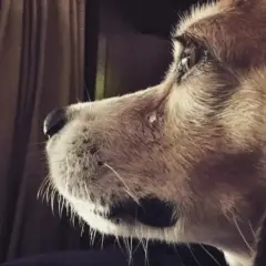 Primer plano de un beagle con pelaje marrón y blanco, mirando fijamente. A veces, los perros lloran por tristeza.