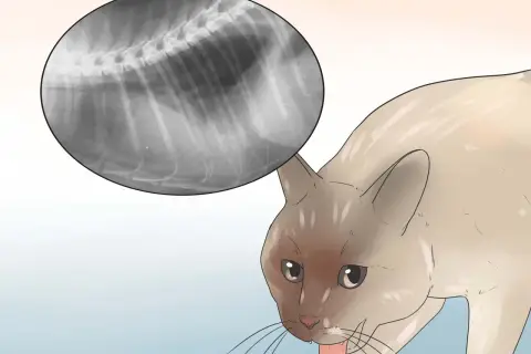 Radiografía de un gato con respiración agitada. Se observa una imagen de rayos X del tórax del felino, mostrando sus costillas y columna vertebral.