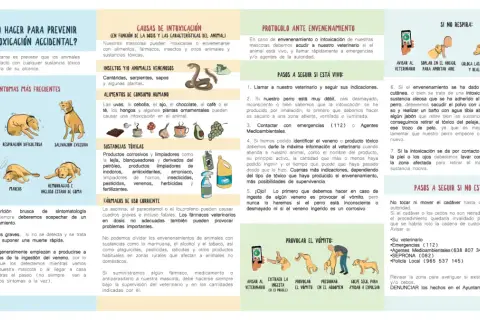 Ilustración sobre qué hacer ante una intoxicación accidental de perros, incluyendo síntomas, causas y protocolos de actuación. Menciona el veneno para perros.