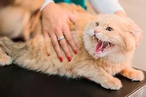 Gato naranja con la boca abierta y dientes afilados, mostrando signos de rabia en gatos. Una mano acaricia su lomo.