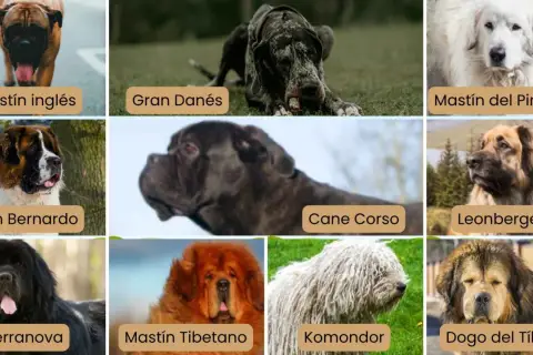 Nombres de razas de perros grandes: Mastín inglés, Gran Danés, San Bernardo, Mastín del Pirineo, Cane Corso, Leonberger, Terranova, Mastín Tibetano, Komondor, Dogo del Tíbet.