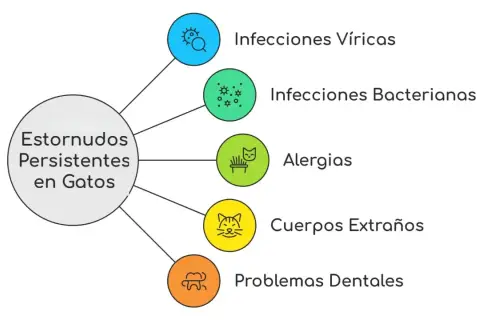 Diagrama de causas de estornudos persistentes en gatos: infecciones virales, bacterianas, alergias, cuerpos extraños y problemas dentales.