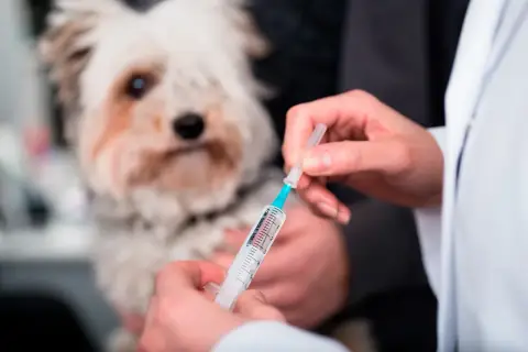 Veterinario administra inyección a perro con posible enfermedad de Addison.