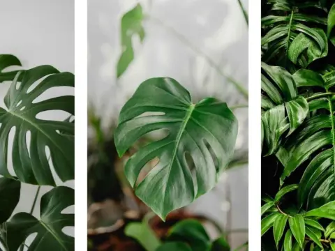 Plantas tóxicas para gatos - ¡Protege a tu felino!