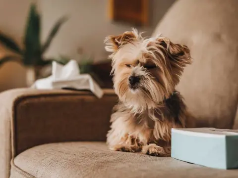 Mi perro estornuda mucho - ¿Cuándo preocuparse y qué hacer?