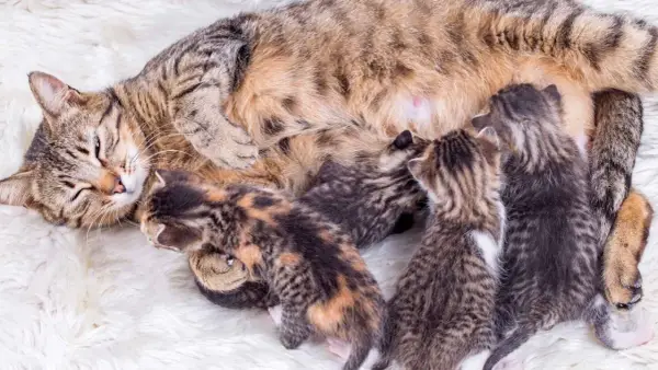 Una gata madre con sus recién nacidos gatitos mamando. El parto de una gata ha sido exitoso, creando esta tierna escena.