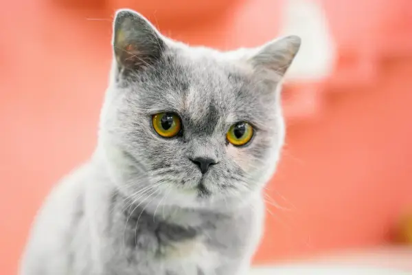 Un gato gris con penetrantes ojos amarillos mira fijamente.